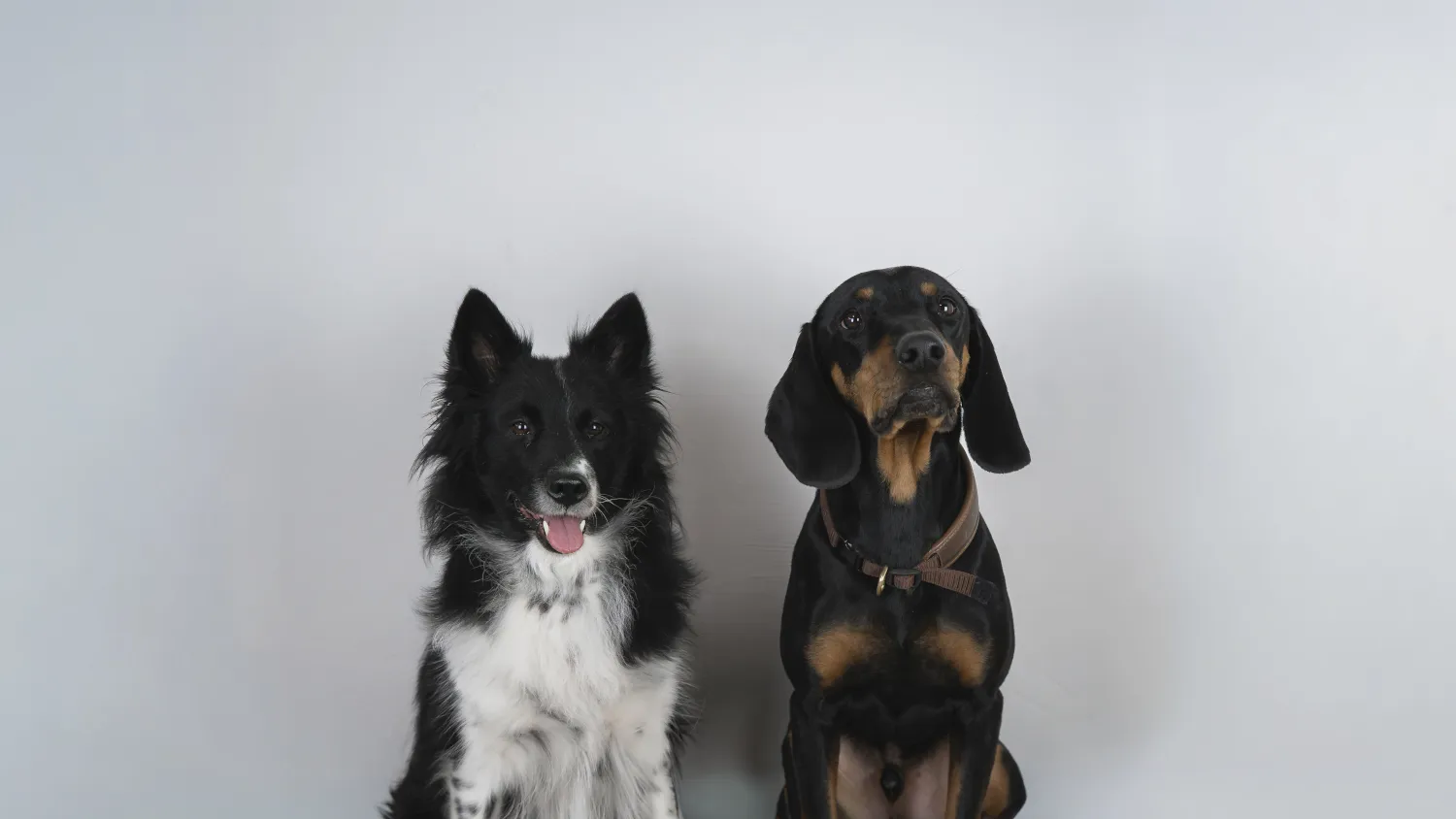 H/G Hofmann & Groß – Steuerberater PartG mbB - 2 Hunde